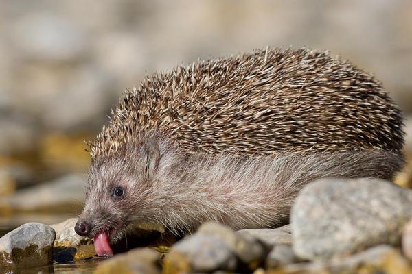 刺猬价格多少钱一只?