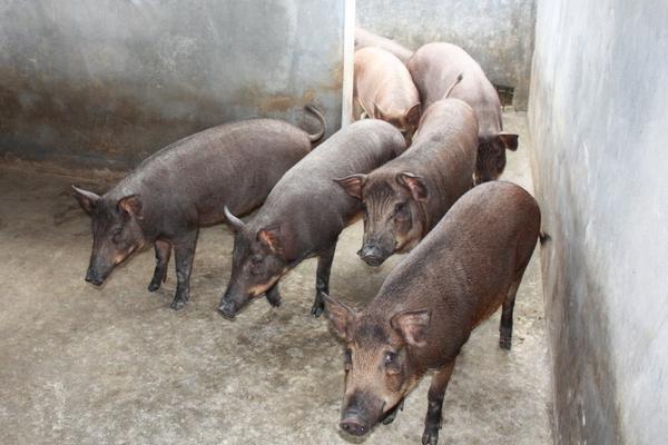 野猪苗价格多少钱一只?