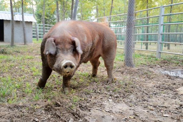 野猪苗价格多少钱一只?
