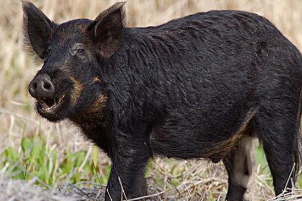 野猪苗价格多少钱一只?