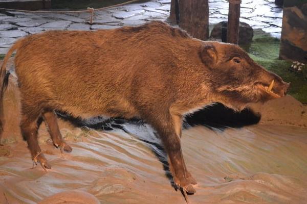 野猪苗价格多少钱一只?