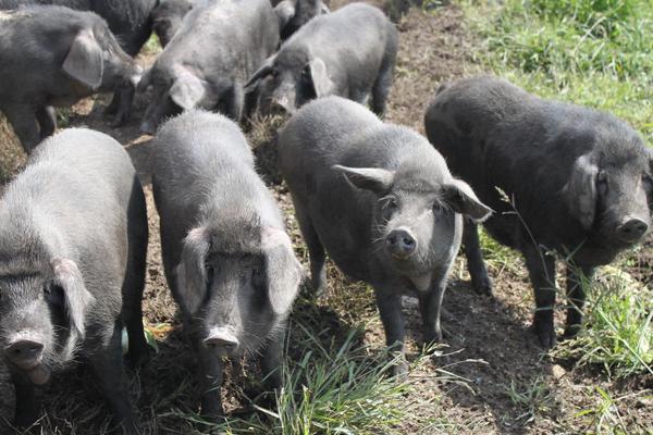 野猪苗价格多少钱一只?