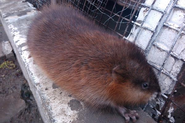 麝香鼠价格多少钱一只?