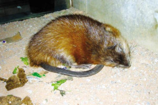 麝香鼠价格多少钱一只?