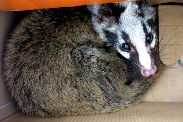 果子狸是几级保护动物？