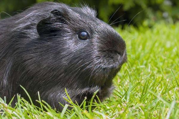 中华黑豚价格多少钱一只?