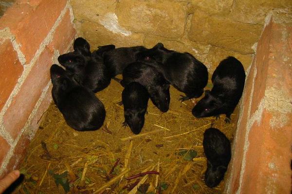 中华黑豚价格多少钱一只?