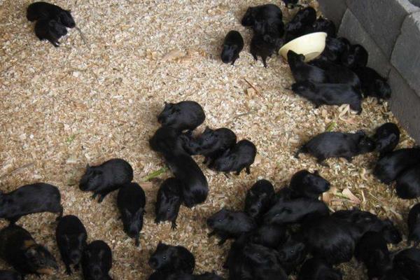 中华黑豚价格多少钱一只?