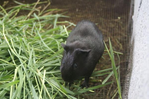 中华黑豚价格多少钱一只?