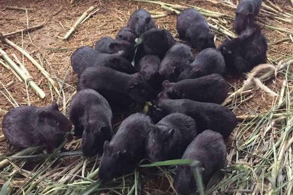 中华黑豚价格多少钱一只?