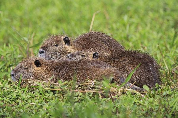 海狸鼠吃什么食物饲料?