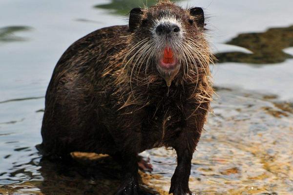 海狸鼠吃什么食物饲料?