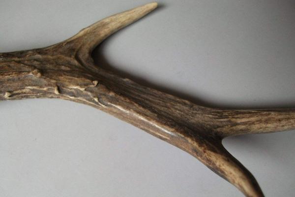 狍子角有什么用？