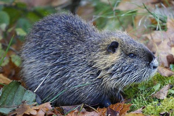 海狸鼠吃什么食物饲料?