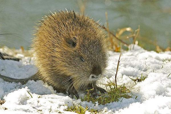 海狸鼠吃什么食物饲料?