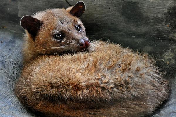 果子狸是几级保护动物？