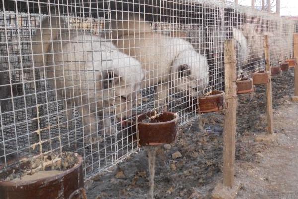 貉子养殖设备有哪些?