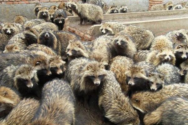 貉子养殖设备有哪些?