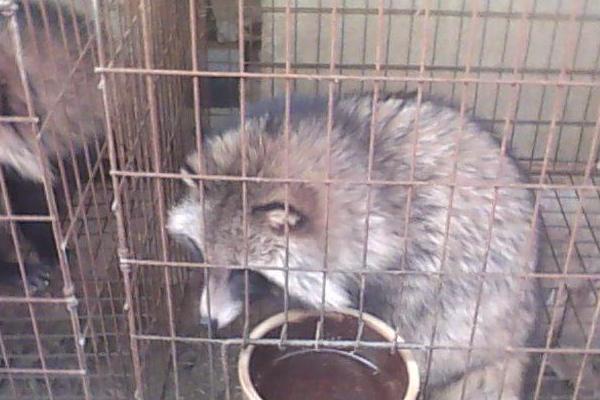 貉子养殖设备有哪些?