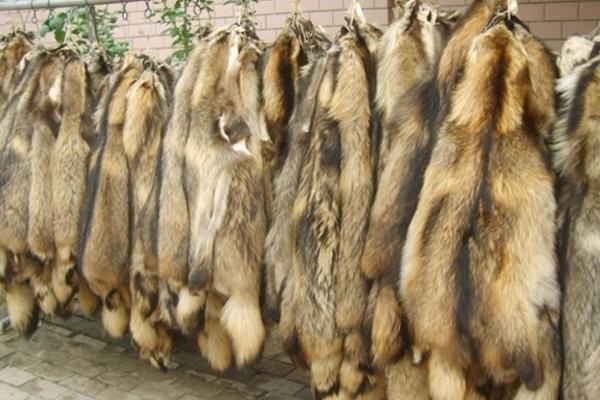 貉子养殖设备有哪些?