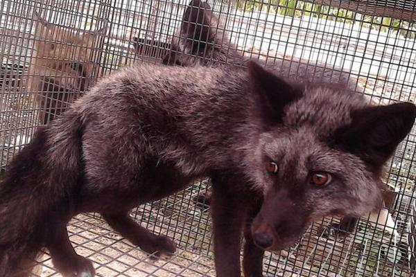 貉子养殖设备有哪些?