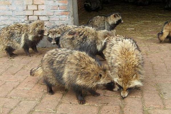 貉子饲料有哪些?