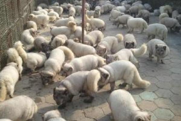 貉子饲料有哪些?