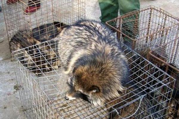 貉子饲料有哪些?