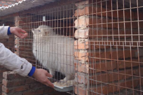 貉子饲料有哪些?