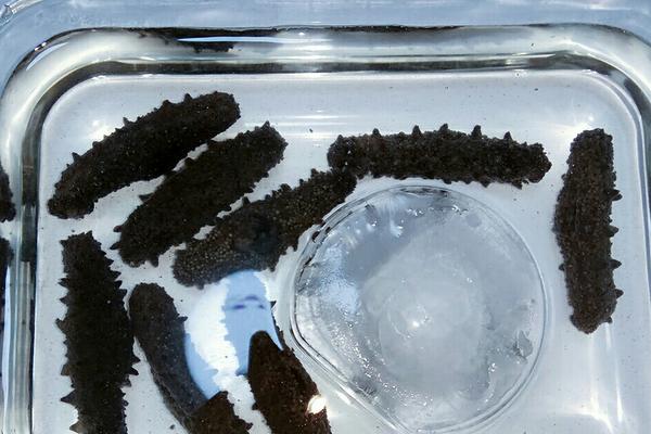 海参怎么泡发最好？