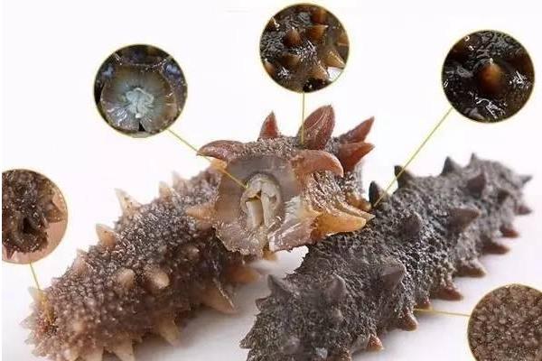 海参怎么泡发最好？