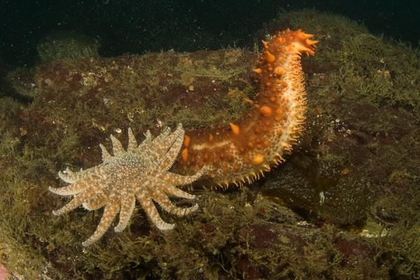 海参怎么泡发最好？