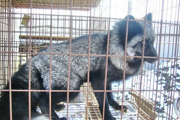 貉子吃什么长的快?