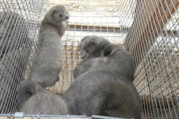 貉子吃什么长的快?