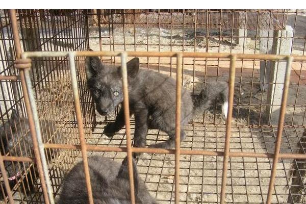 貉子吃什么长的快?