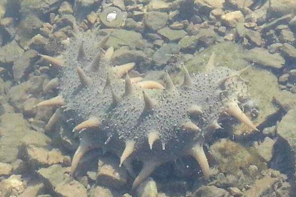 即食海参和干海参哪个好?