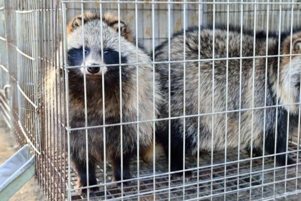 貉子吃什么长的快?