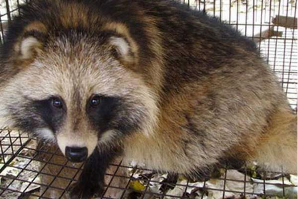 貉子吃什么长的快?