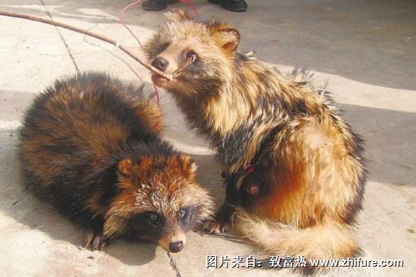 貉子吃什么长的快?