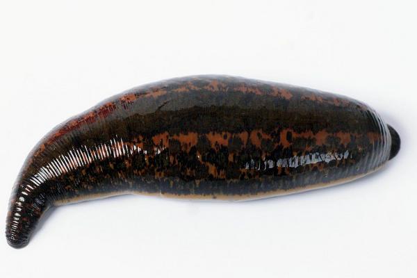 被水蛭咬了怎么办?