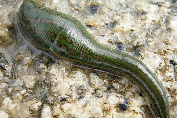 被水蛭咬了怎么办?