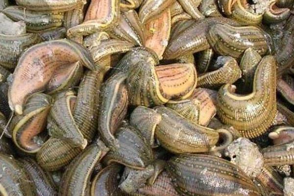 被水蛭咬了怎么办?