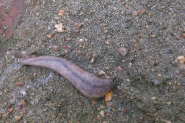 被水蛭咬了怎么办?