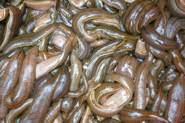 被水蛭咬了怎么办?