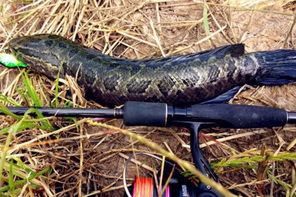 钓黑鱼的鱼竿怎么选?
