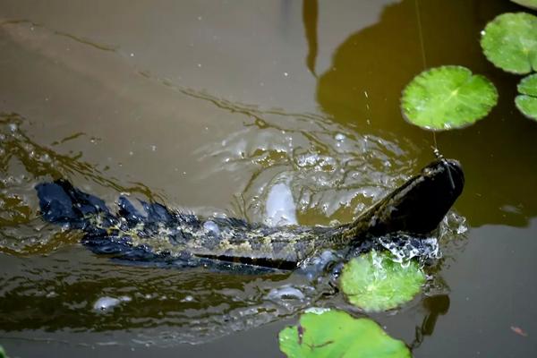 钓黑鱼的鱼竿怎么选?