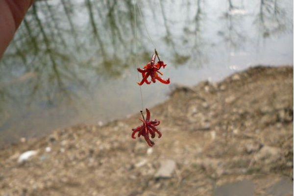 钓黑鱼的鱼竿怎么选?