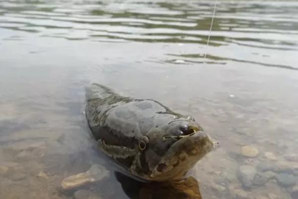 钓黑鱼的鱼竿怎么选?