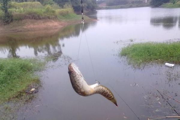 钓黑鱼的鱼竿怎么选?