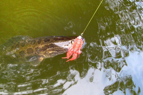 钓黑鱼用什么饵?